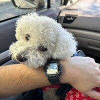 Casio Collection WS-1700H-1A Image #3