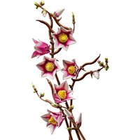 Конструктор LEGO Botanicals 11510 Ветви магнолии - Превью изображения №5 — Интернет-магазин Teono.by