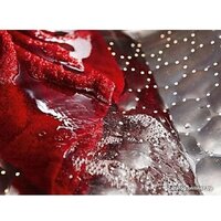 Miele WTD280 WCS Image #5