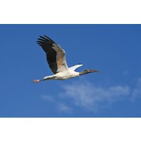 Nikon Z6 III Body Image #28