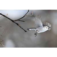 Nikon Z6 III Body Image #24