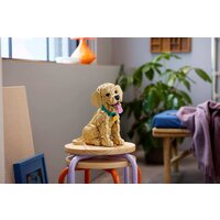 Конструктор LEGO Icons 11384 Щенок золотистого ретривера - Превью изображения №16 — Интернет-магазин Teono.by
