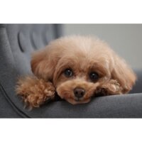 Canon EOS R10 RF-S 18-150mm F3.5-6.3 IS STM Image #17